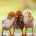 Ida Plus Mineral 280g - Premium Mineral & Vitamin Mix for Chickens | All-Round Calcium Feed - Buy Online on GoSupps.com