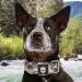 Tspro Tactical Dog Collar - 3.8cm Wide Military Quality Strong & Thick with Robust Metal Buckle | Adjustable L Neck Size 52-60cm | Durable Military Green Color - Buy Online on GoSupps.com