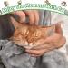 Plush Cat Carrier Apron Sling - Comfortable Pet Pouch for Cats and Small Dogs - Buy Online on GoSupps.com