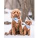 Remy+Roo Dog Bandanas 4 Pack - Ryan Set | Premium Durable Fabric | Adjustable Fit | Unique Shape | Large Size - Buy Online on GoSupps.com