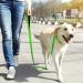 Tagme Personalized Reflective Dog Collar for Large Dogs - Embroidered Nylon with Pet Name & Phone Number | Green (1 Pack) - Buy Online on GoSupps.com
