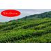  Eder Gew rze Eder Spices - Ceylon Special Green Tea Melfort - 1 kg - Buy Online on GoSupps.com