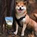 Bellfor Food Set for Bearded Collie - Grain-Free Dry Food with Salmon & Trout 4 kg + Soft Treats 200 g + Skin & Coat Care Additive 80 g - Buy Online on GoSupps.com