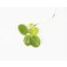 PondPlantsUK Amazon Frogbit 10 X Mini Live Plants  - Buy Online on GoSupps.com