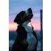 Max & Molly USB Rechargeable LED Dog Collar Light - Waterproof & Ultra Bright - Pink - Buy Online on GoSupps.com