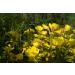 Health Embasssy Graines d'Onagre | Oenothera Biennis L | Evening Primrose Seeds (200g) 200 g (Lot de 1) - Buy Online on GoSupps.com