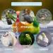 Hamiledyi Parrot Automatic Bath Tub - Multifunctional Bird Bathtub for Cockatiel, Parakeet, Finch, Canary, and Small Medium Birds - Buy Online on GoSupps.com