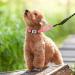 Tagme 2 Pack Personalized Dog Tags for Small & Medium Breeds - Engraved Durable Black Design for Dogs & Cats - Buy Online on GoSupps.com