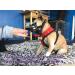 Mayerzon Dog Muzzle - Breathable Silicone Anti Barking & Chewing | Size 2-9 (3.5in) - Black - Buy Online on GoSupps.com