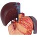 Duodenal Organ Model Liver Model Human Stomach Liver/Spleen/Bile Structure ICAL Model for Teaching - Buy Online on GoSupps.com