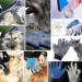 AUBBC Pet Grooming Glove 2 PCS - Gentle Deshedding Brush for Cats & Dogs - Buy Online on GoSupps.com
