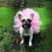 Aivtalk Dog Tutu Dress - Princess Cat Costume Clothes | Solid Color Tulle Skirt for Small Pets - M Pink - Buy Online on GoSupps.com