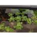 10x Water Lettuce pistia stratiotes Dwarf Mini Live Aquarium Floating Plants - Buy Online on GoSupps.com