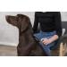 Trixie 24131 Soft Brush - 7x16 cm Plastic Pet Grooming Tool for All Breeds | International Shipping - Buy Online on GoSupps.com