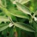 Organic Sage 1000g - Dried Cut Leaves for Natural Sage Tea | Achterhof Quality | Loose Leaf Organic Herbs - Buy Online on GoSupps.com