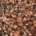 Wild Rhodiola Root Rhodiola Root Organic Rhodiola Root Slices Hong Jing Tian Rhodiola Root Cut Rhodiola Root Bulk Wild Rhodiola Root Pure Rhodiola Root (32 oz) - Buy Online on GoSupps.com