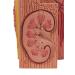 3B Scientific K13 Microanatomy Kidney Model 7.5-Inch Lengthx9.3-Inch Widthx10-Inch Height - Buy Online on GoSupps.com