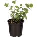 6-Pack Eucalyptus Herb: Natural Air Purifier, Aromatic & Healthy - 8 Tall x 3 Wide - Buy Online on GoSupps.com