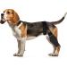 HSHGZSR Dog Knee Brace for Hind Leg Breathable Dog Leg Braces Comfortable Soft Dog ACL Brace Adjustable Pet Back Leg Support Brace for Supporting Dogs with Torn ACL Muscle Hind Leg Joint Discomfort Black L - Buy Online on GoSupps.com