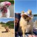 Adjustable Blue Dog Sonnen Hat with Ear Holes - Summer Baseball Cap for Small Dogs & Cats | Sun Protection & Outdoor Sports - Buy Online on GoSupps.com