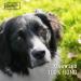 100% Natural Chewies Chewing Root for Dogs - Durable & Safe Dog Toy for Small Dogs (Up to 10kg) | Baumheide Wurzel - S (1 Pack) - Buy Online on GoSupps.com