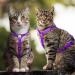 Adjustable Cat Harness for Small, Medium, Large Kittens - Purple - No Pull Pet Harness - Buy Online on GoSupps.com