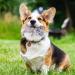 MEKEET Puppy Boredom Rope Toy - Natural Teeth Cleaning Chew Rope for Small Dogs - Bear Design - Buy Online on GoSupps.com