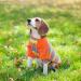 DENTRUN 2 Pack Stripe Dog Shirts for Small Medium Large Pets | Lightweight Breathable Apparel for Dogs & Cats | Soft Basic Outfit Vests in Red & Yellow | XX-Small - Buy Online on GoSupps.com