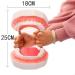 Yunyhao Tooth Model - 6X Enlarged Dental Hygiene Aid with Removable Tongue for Medical Teaching & Training | Ideal for Schools Hospitals and Medicine - Buy Online on GoSupps.com