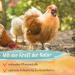 Ida Plus-Revital 200ml | Optimal Regeneration for Chickens & Poultry Post Anti-Mite & Worm Treatment | Iron & Vitamin B Complex - Buy Online on GoSupps.com