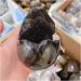 Natural Crystal Rough Crystal 1pcs 900-1.1kg Natural Curvature of The Furnishing Articles Turtle Grain Stone Stones Ball Septarian Nodule Crystal Quartz - Buy Online on GoSupps.com