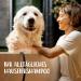 Hello Jack Natural Dog Shampoo - Gentle Aloe Vera & Chestnut Formula for Dogs Puppies & Cats - Eliminates Odor & Promotes Soft Shiny Fur - Buy Online on GoSupps.com