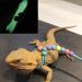 SHMLY 2-Piece Adjustable Leash & Harness for Lizards Hamsters Guinea Pigs & Small Pets - Blue & Pink - Buy Online on GoSupps.com