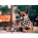 Shop Lionet Paws Black Checkered Dog Bandana for Small Medium & Large Dogs | Triangle Headscarf & Hill Towel - 1 Pack - Buy Online on GoSupps.com