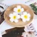 FRCOLOR Hawaiian Plumeria Flower Hair Clip Wedding Bridal Barrette - 10 Pieces - Buy Online on GoSupps.com