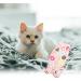 Rumyve Cat Recovery Kit after Surgery Kitten Onesie Pet Surgically Neutered Avoid Licking Surgical Abdominal Wounds Soft Breathable Family Pet Clothing Donuts - Buy Online on GoSupps.com