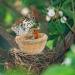 Obelunrp Bird Nest for Wildbird 6pcs 3.9inch Bamboo Woven Nesting Boxes for Wild Birds Hatching Breeding Cave for Parrot Canary or Cockatiel - Buy Online on GoSupps.com