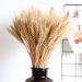 Dried Wheat Sheaves Stalks 100Pcs Natural Wheat Bouquet Artificial Elegant Dried Wheat Flowers Long Lasting Dried Wheat Sheaves Bundle Dried Wheat Sheaves Stalks for Fall Flowers Arrangement - Buy Online on GoSupps.com