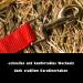 Premium Adjustable Halter for Warmbloods Thoroughbreds & Cold Bloods - Safe Tearproof Stable & Pasture Use | Red Shetland Pony (Shetty) - Buy Online on GoSupps.com