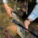 TEK Design Fischbet bber - Aluminum Fish Slogan Homicide Fishing Stick 25cm with Slippery Handle & Hand Loop | Perfect Gift for Anglers | Premium Fishing Accessories - Buy Online on GoSupps.com