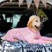 YeaPeeto One-Divider Pajamas for Large & Medium Dogs | Relaxation Wound Protection Hair Loss & Allergy Solution | 6XL Elephant - Buy Online on GoSupps.com