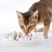 Cat Slow Feeder Bowl, DotPet Ceramic Fun Interactive Feeder Bloat Stop Cat Bowl Preventing Feeder Anti Gulping Healthy Eating Diet Pet Bowls Against Bloat, Indigestion and Obesity