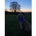 LED Dog Collar Glow Light Collar for Dogs Ultra Bright USB Rechargeable Cut to Fit Any Size - Rechargeable Battery - Increased Visibility & Safety For Your Pets(Blue) - Buy Online on GoSupps.com