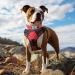 Joytale Extra Large Dog Collar - Softly Padded Neoprene Nylon Reflective Wide Collar for XL Dogs Red - 1 Pack - Buy Online on GoSupps.com