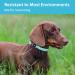 Buy PCEOTLLAR Adjustable Lumplan LED Dog Collar - Reflective & Flashing for Large Medium Small Dogs - Blue (M: 38-50cm) - Buy Online on GoSupps.com
