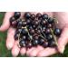 French Organic Blackcurrant 100 ml | Drinking Solution for Fresh Plants | Joint Care Joint Mobility Joint Pain | Certified AB Certified France | Laboratory SYNERGIA - Buy Online on GoSupps.com