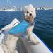 Vivaglory Sporty Dog Security Vest Durable & Comfortable Neoprene Rescue Vest for Small Dogs (Chest 46-56cm) Blue - Buy Online on GoSupps.com
