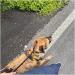 All-in-One Halter for Dogs - No Pull Adjustable Harness in Blue | International Shipping Available - Buy Online on GoSupps.com