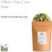 Organic Dried Whole Leaf Hops - 50g Pack - Ideal for Tea - Hop Cone Flowers Leaves - Buy Online on GoSupps.com