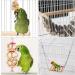 8 Pack Natural Wood Bell Bird Swing Toy for Parrots and Small Birds - Buy Online on GoSupps.com